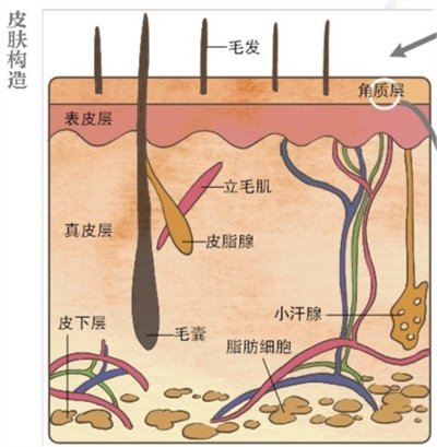 干燥要小心 你的皮膚會漏水.