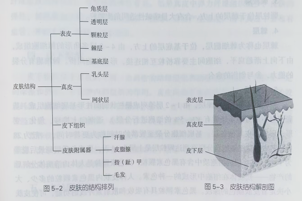 人體生理基礎知識—人體皮膚基本常識