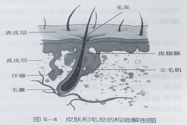 人體生理基礎知識—毛發的結構