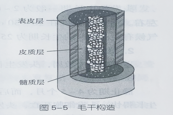 人體生理基礎知識—毛發的結構