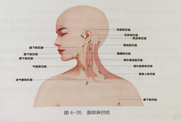 面部主要淋巴結位置