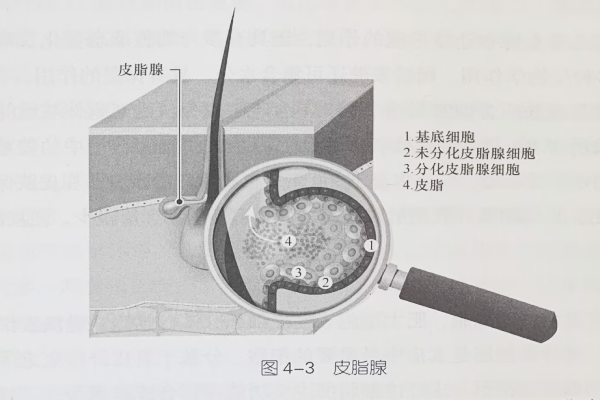 皮膚附屬器—皮脂腺