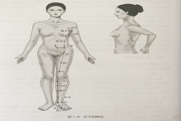 經絡腧穴—足太陰脾經
