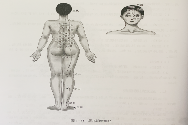 經絡腧穴—足太陽膀胱經